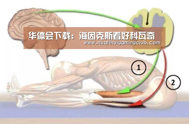 华体会下载:海因克斯看好科瓦奇(图1) 华体会竞猜